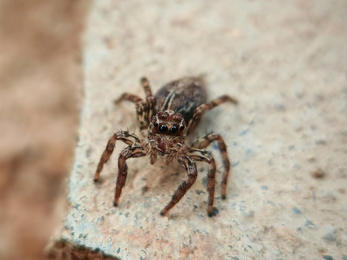 Pantropical Jumping Spider