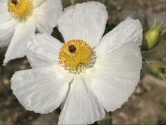 Argemone grandiflora