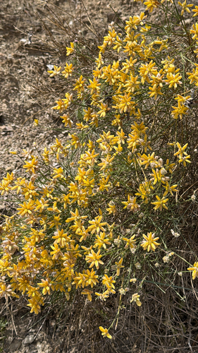 Avistamiento Genista umbellata