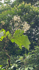 Begonia parviflora, photograph (c) ashevillebirder, some rights reserved (CC BY)