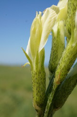 Astragalus asper