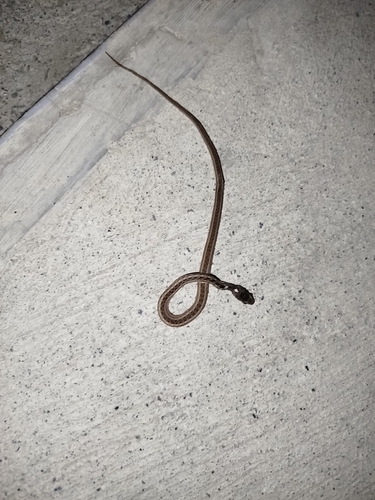 Rhabdophis spilogaster, 2026-04-13