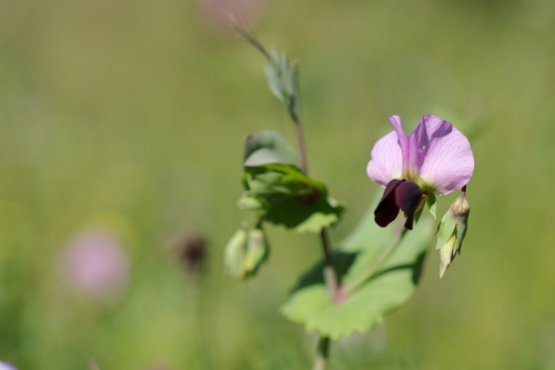 Common Pea