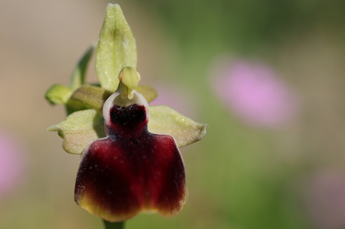 Ophrys helenae