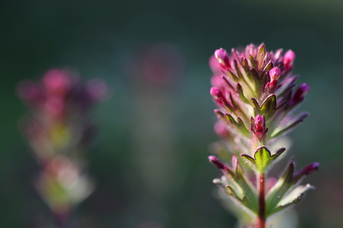 Broadleaf Glandweed