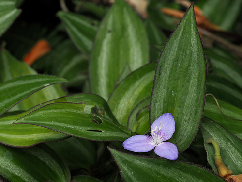 Zebra Spiderwort