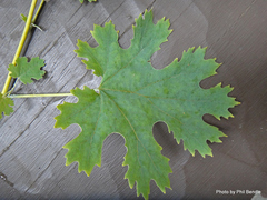 Macleaya microcarpa