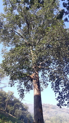 Artocarpus hirsutus