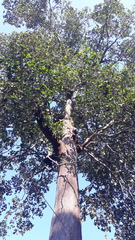 Artocarpus hirsutus