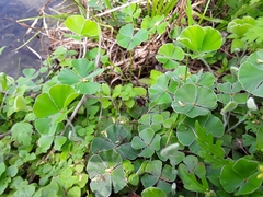 Marsilea macropoda