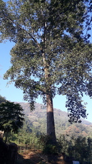 Artocarpus hirsutus