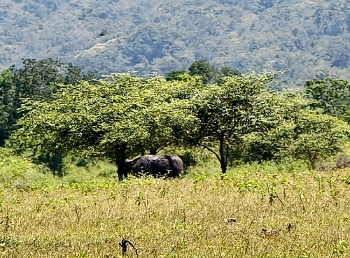 Bubalus bubalis