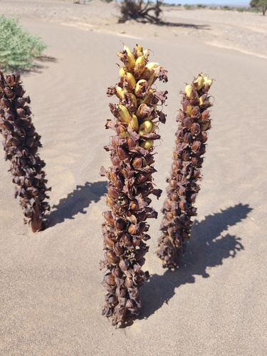 Cistanche lutea