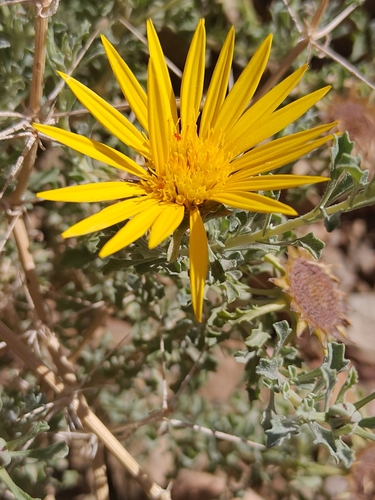 Anvillea garcinii