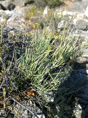 Ephedra procera