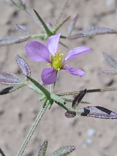 Fagonia longispina