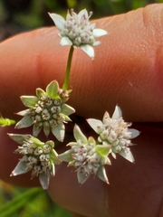Alepidea capensis