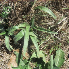 Tradescantia subacaulis