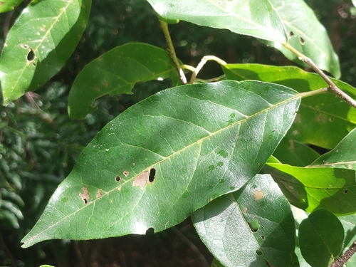 Antidesma madagascariense, photograph 2