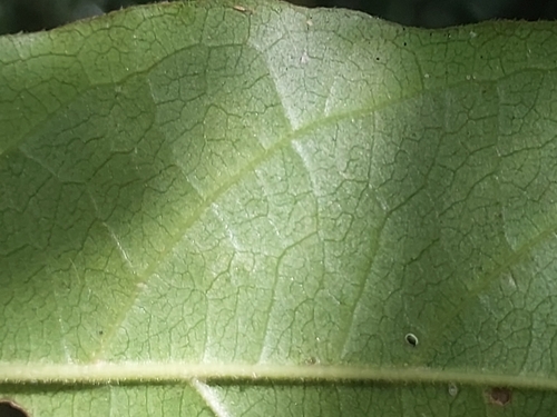 Antidesma madagascariense, photograph 3
