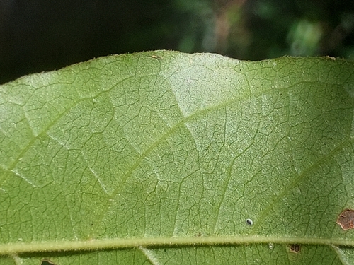 Antidesma madagascariense, photograph 4