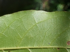 Antidesma madagascariense, photograph (c) Stuart Cable, some rights reserved (CC BY)