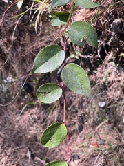 Gaultheria leucocarpa, photograph (c) 謝麗霦, some rights reserved (CC BY)