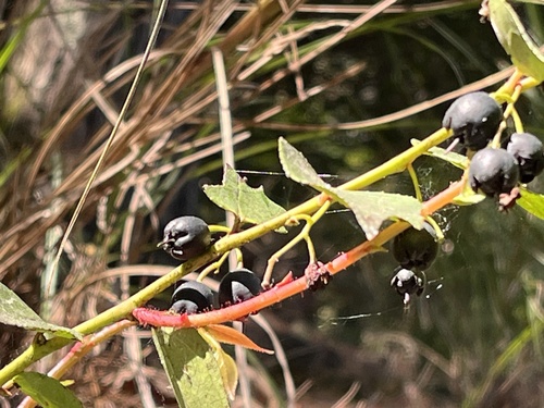 Gaultheria leucocarpa, photograph 2
