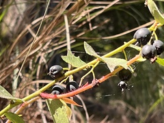 Gaultheria leucocarpa, photograph (c) 謝麗霦, some rights reserved (CC BY)