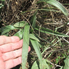 Tradescantia subacaulis