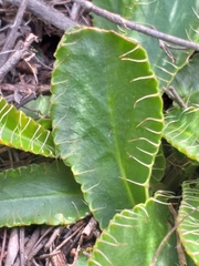 Alepidea capensis