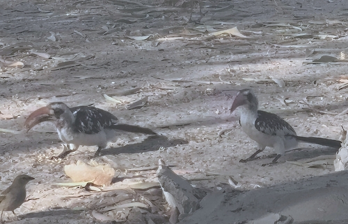 Western Red-billed Hornbill