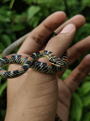 Golden Tree Snake