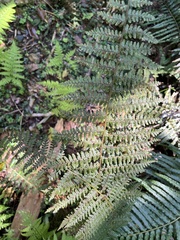 Dryopteris peranema, photograph (c) 謝麗霦, some rights reserved (CC BY)