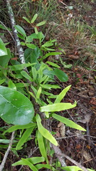 Lygodium articulatum
