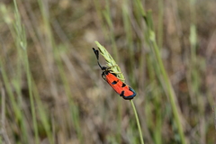 Zygaena ignifera