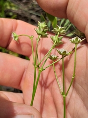 Alepidea capensis