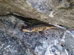Pseudocordylus microlepidotus