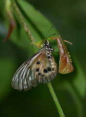 Acraea cuva