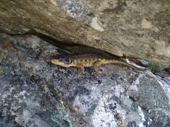 Pseudocordylus microlepidotus