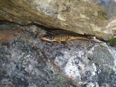 Pseudocordylus microlepidotus