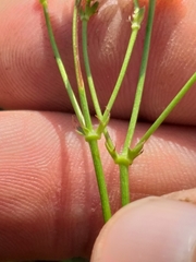 Alepidea capensis