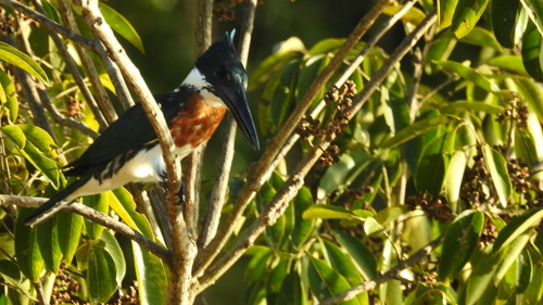Amazon Kingfisher