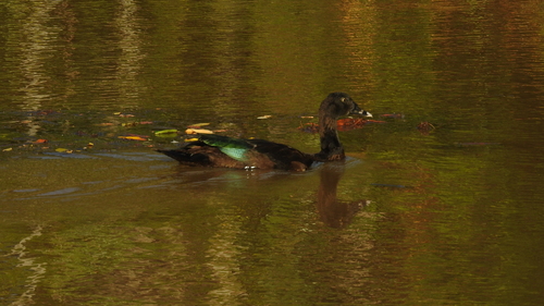 Muscovy Duck