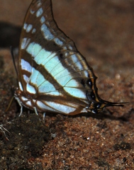 Polyura zoolina