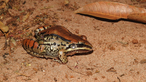Mustached Frog