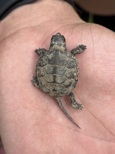 European Pond Turtle