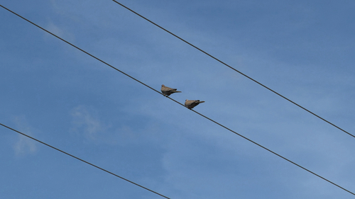 Avistamiento Streptopelia decaocto