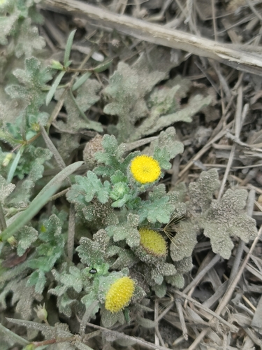 Grangea maderaspatana, photograph 3