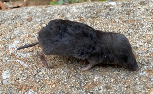 Southern Short-tailed Shrew observed by davidgcook